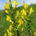 Chamaecytisus ratisbonensis - Photo (c) User:Tigerente, some rights reserved (CC BY-SA)