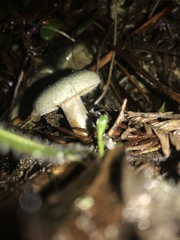 Lactarius aurantiosordidus