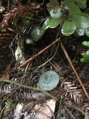 Lactarius aurantiosordidus