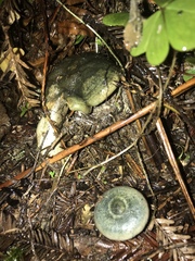Lactarius aurantiosordidus