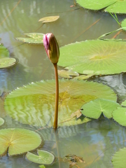 Nymphaea