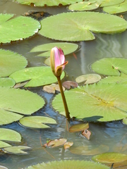 Nymphaea