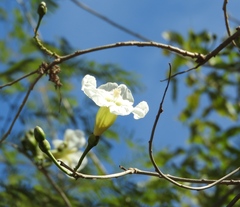 Ipomoea arborescens