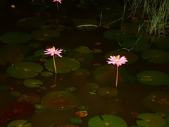 Nymphaea