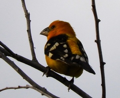 Pheucticus chrysopeplus