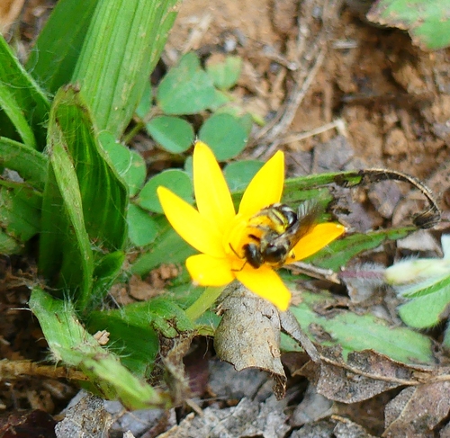 Curculigo orchioides iNat (1)