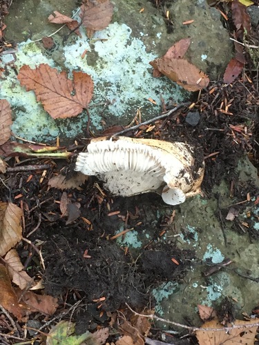 Catathelasma imperiale