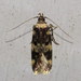 Four-spotted Yellowneck Moth - Photo (c) Nick Block, some rights reserved (CC BY), uploaded by Nick Block