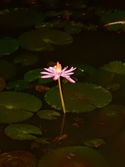 Nymphaea