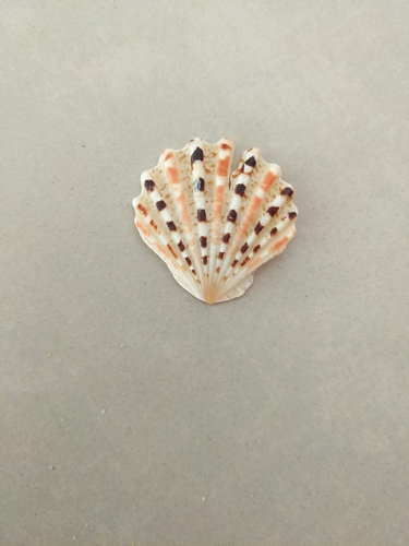 Excellichlamys histrionica