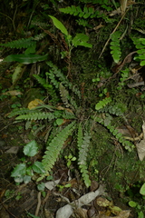 Blechnum membranaceum
