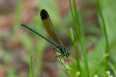 Calopteryx dimidiata
