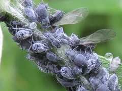 Aphis craccae