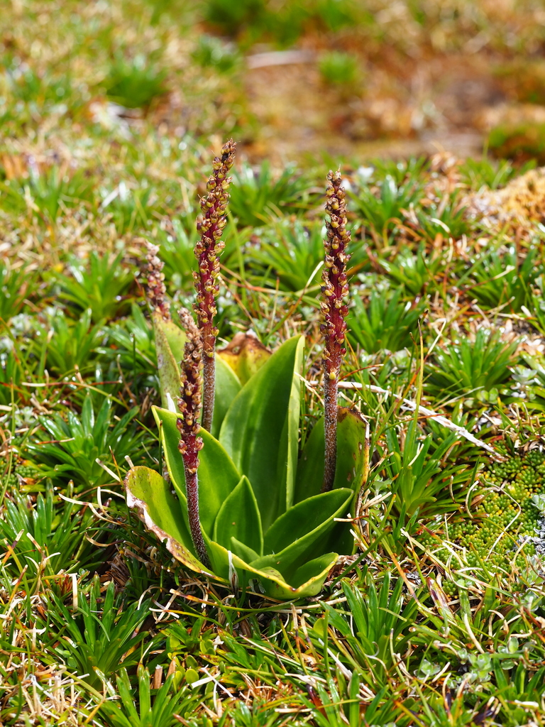 Plantago aucklandica