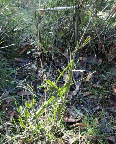 Wombat bossiaea