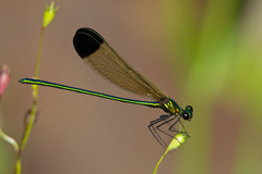 Calopteryx dimidiata