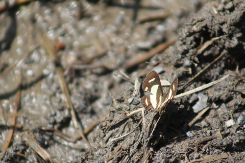 Baeotis nesaea