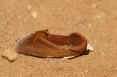 Gonodonta pyrgo