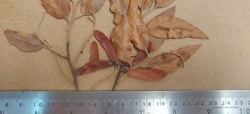 Image of Hopea parviflora by (c) T R Shankar Raman, some rights reserved (CC BY)