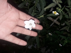 Magnoliopsida