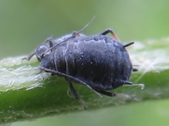 Aphis craccae