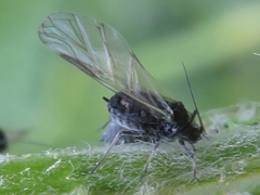 Aphis craccae