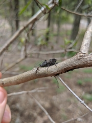 Atrapsalta corticina