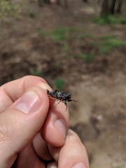 Atrapsalta corticina