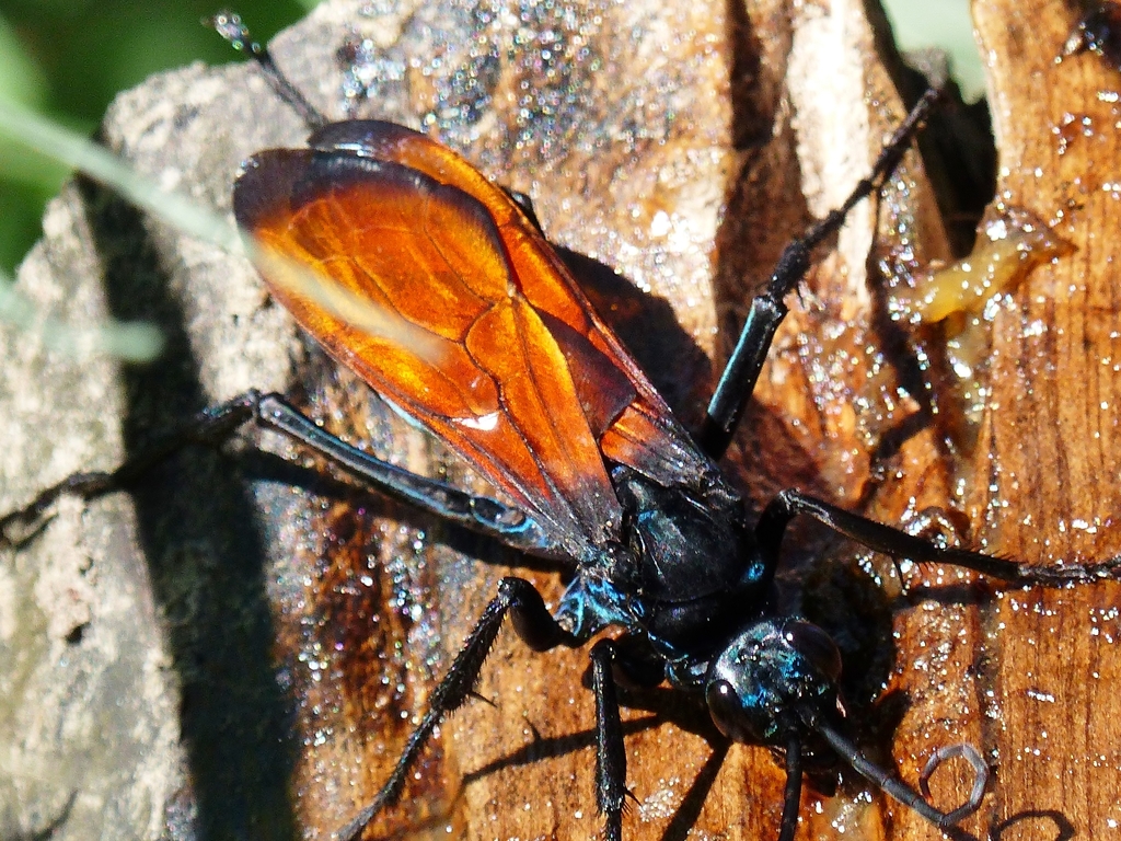 Pepsis grossa · iNaturalist