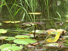 Nymphaea rudgeana
