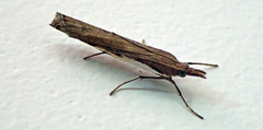 Orocrambus horistes