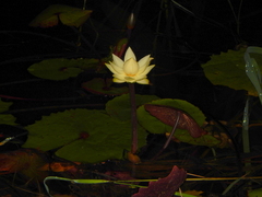 Nymphaea rudgeana