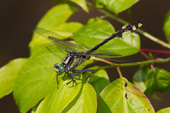 Gomphurus lineatifrons