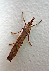 Orocrambus horistes