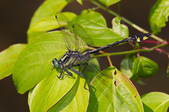 Gomphurus lineatifrons