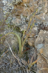Thelymitra longifolia