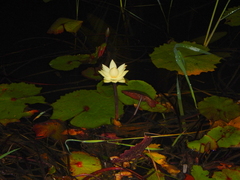 Nymphaea rudgeana