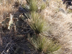 Yucca intermedia
