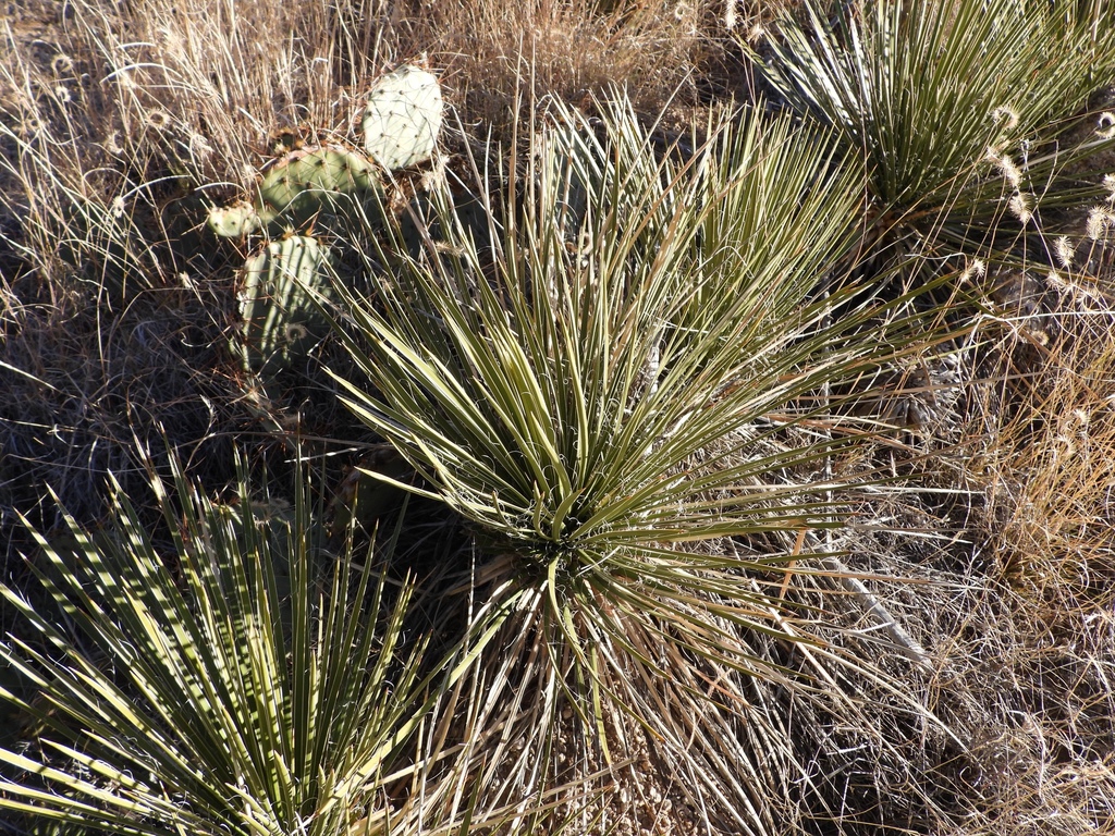 Datil yucca