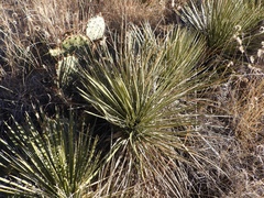 Yucca intermedia
