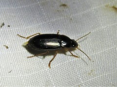 Notiobia