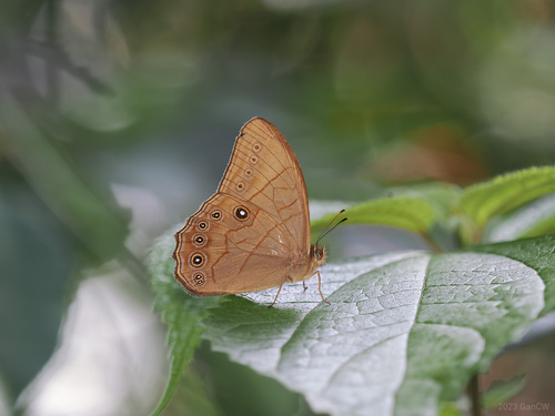 Pale Forester