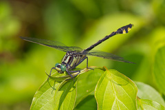 Gomphurus lineatifrons