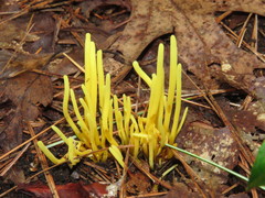 Clavulinopsis fusiformis image