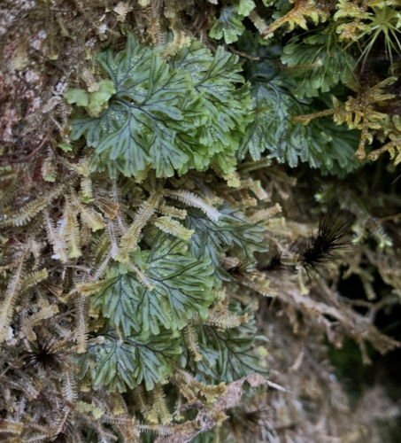 Hymenophyllum wrightii iNat (2)