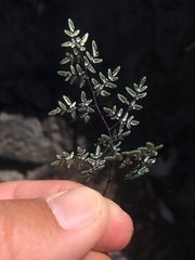 Argyrochosma limitanea