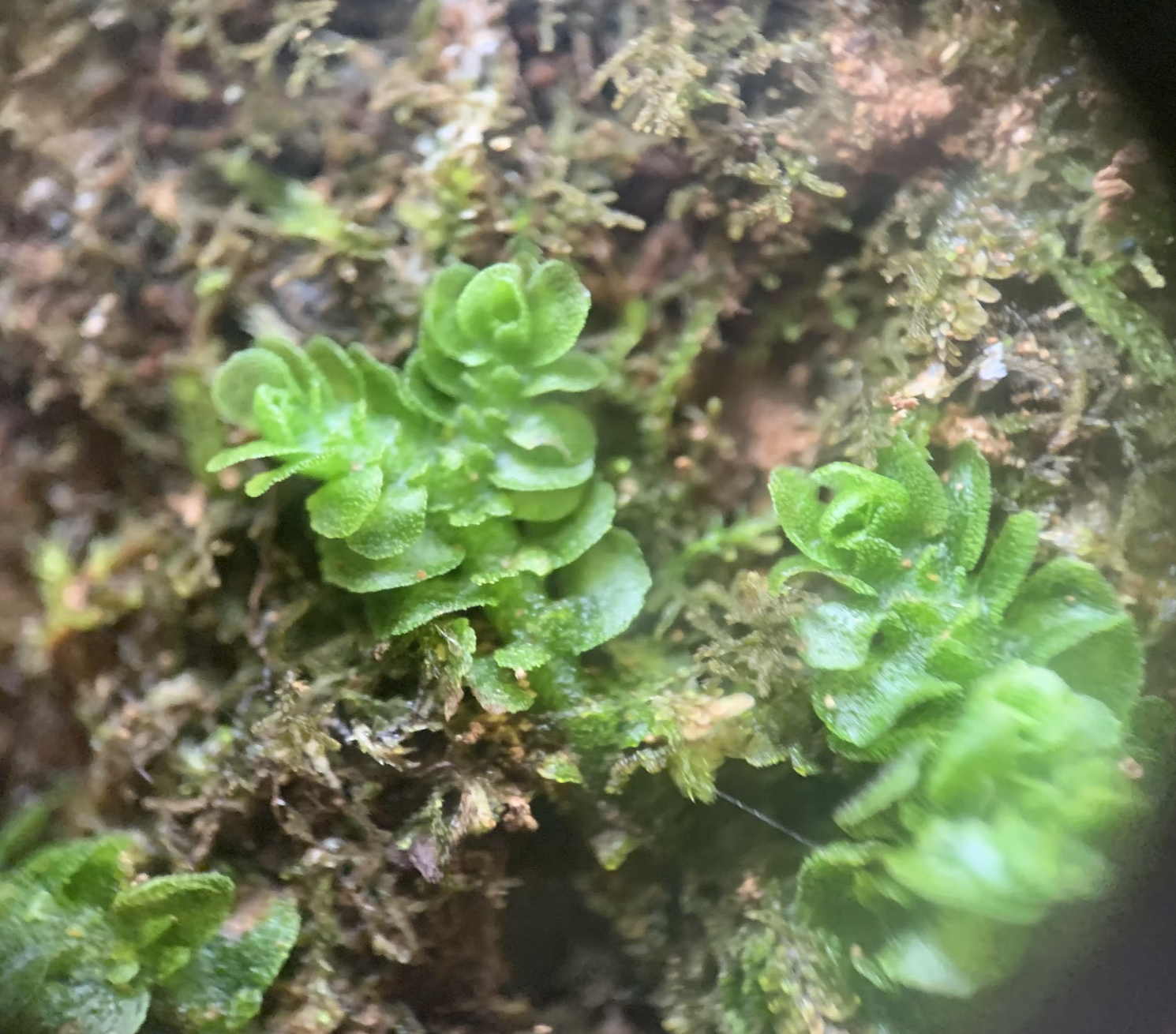 Apotreubia
