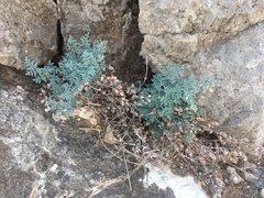 Argyrochosma limitanea