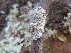 Physcia biziana