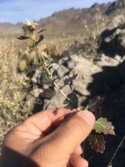 Brickellia baccharidea